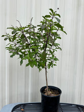 Load image into Gallery viewer, Krishna Tulasi Plant - 1 Gallon Pot - Free Shipping &amp; Handling
