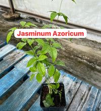 Load image into Gallery viewer, Jasminum Azoricum / Azores / Sannajaji - 4” Pot
