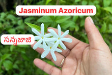 Load image into Gallery viewer, Jasminum Azoricum / Azores / Sannajaji - 4” Pot
