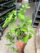 Load image into Gallery viewer, SL001_Indian Sour Tomato Seedling - &quot;PreOrder Only&quot;
