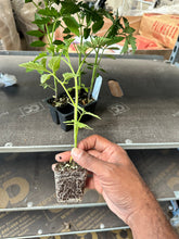 Load image into Gallery viewer, SL001_Indian Sour Tomato Seedling - &quot;PreOrder Only&quot;
