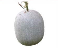 SL020_Indian Ash Gourd Seedling - 