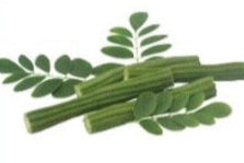 SL023_Indian Moringa Seedling - 