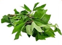 SL024_Indian Gongura Seedling - 