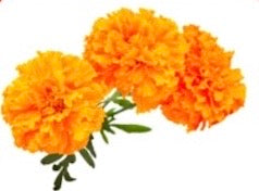 SL029_Indian Marigold 