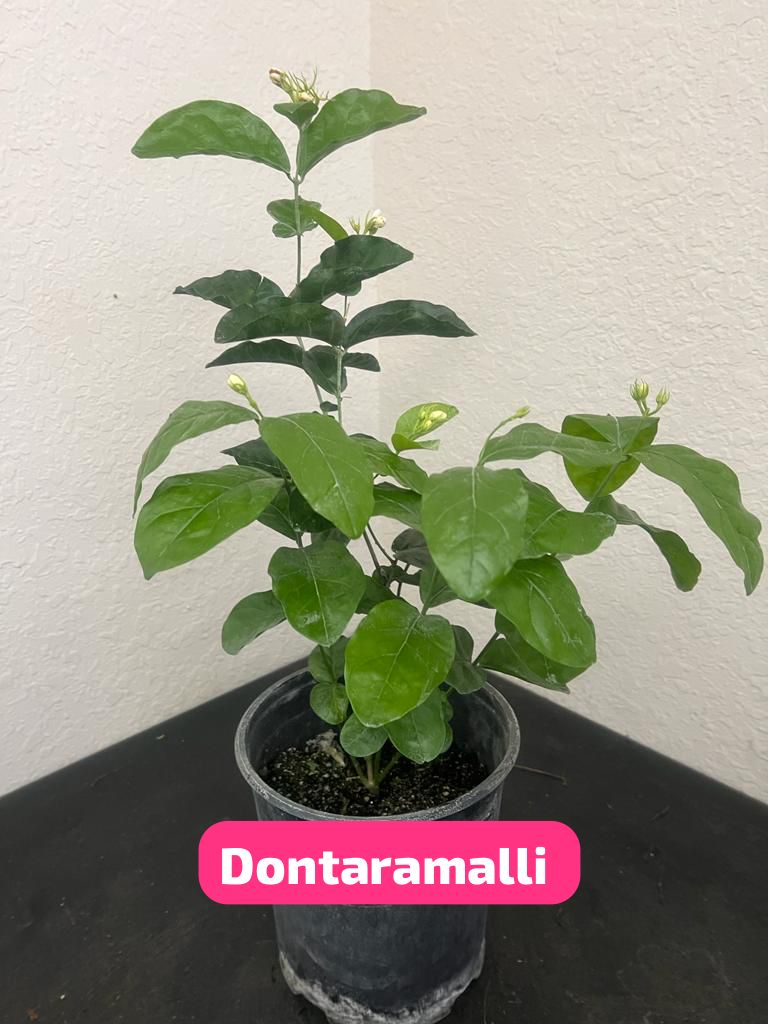 Dontaramalli - 1 Gallon Pot - Free Shipping