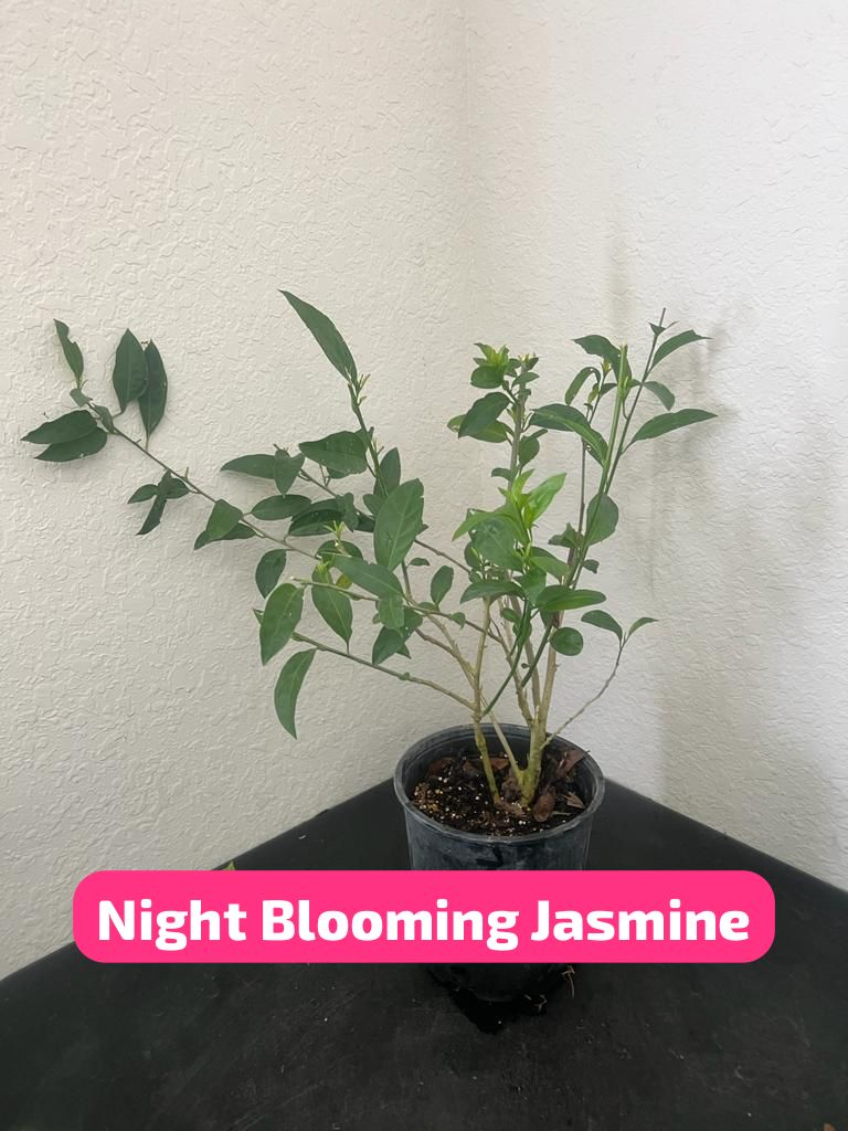 Night Blooming Jasmine - 1 Gallon Pot - Free Shipping