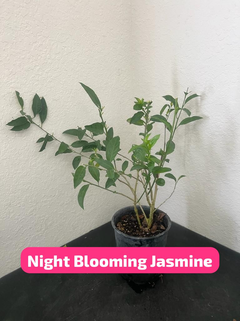 For California - Night Blooming Jasmine - 1 Gallon Pot