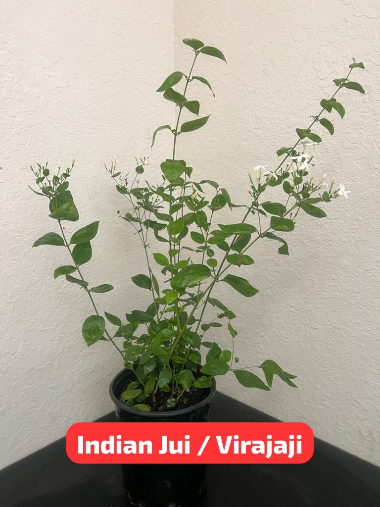 For California - Indian Jui Jasmine / Virajaji - 1 Gallon Pot