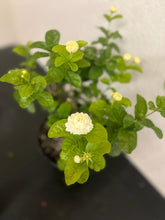 Load image into Gallery viewer, For California - Grand Duke of Tuscany Jasmine - 1 Gallon Pot

