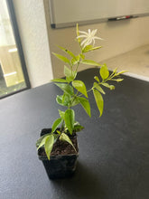 Load image into Gallery viewer, Angel Wing Jasmine - 4” Pot Shipping in 4 weeks
