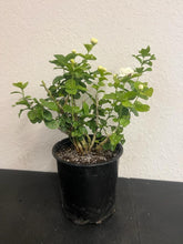 Load image into Gallery viewer, For California - Grand Duke of Tuscany Jasmine - 1 Gallon Pot
