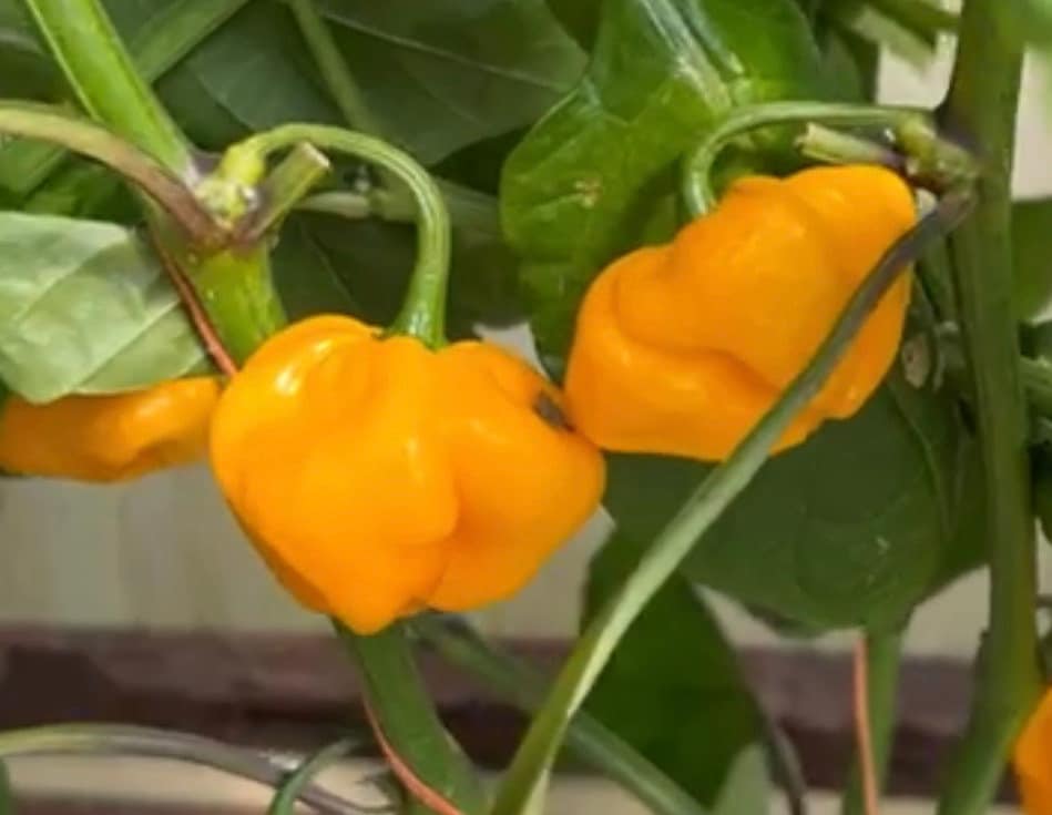 Jamaican Scotch Bonnet Peppers - Whole fresh pods - Bulk 5 LB – VVF ...