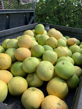Load image into Gallery viewer, Pomelos - Free Shipping

