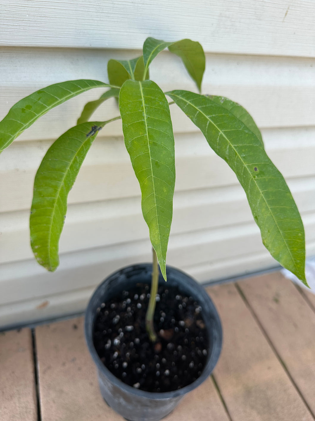 Mango plant - For Leaves - Free Shipping
