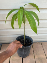 Load image into Gallery viewer, Mango plant - For Leaves - Free Shipping
